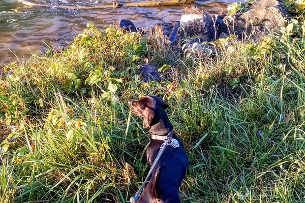 Greece Canal Dog Park